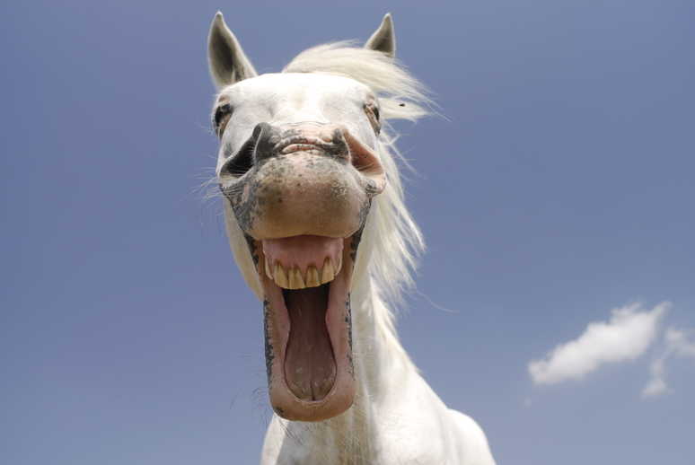 horse-happy